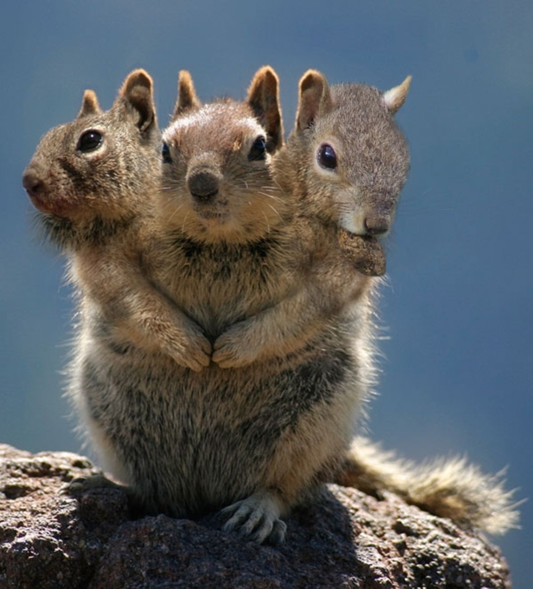 Many heads. Three Squirrels. Animal head.