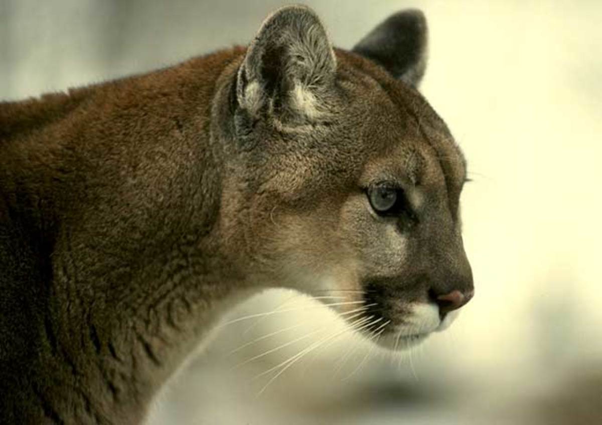 Cougars in the North, Sightings In Wisconsin. HubPages