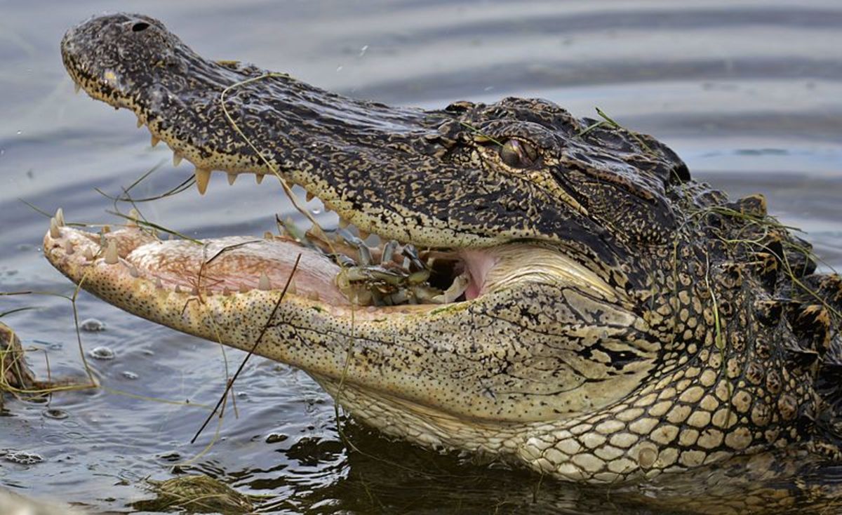 Alligator Eating a Crab