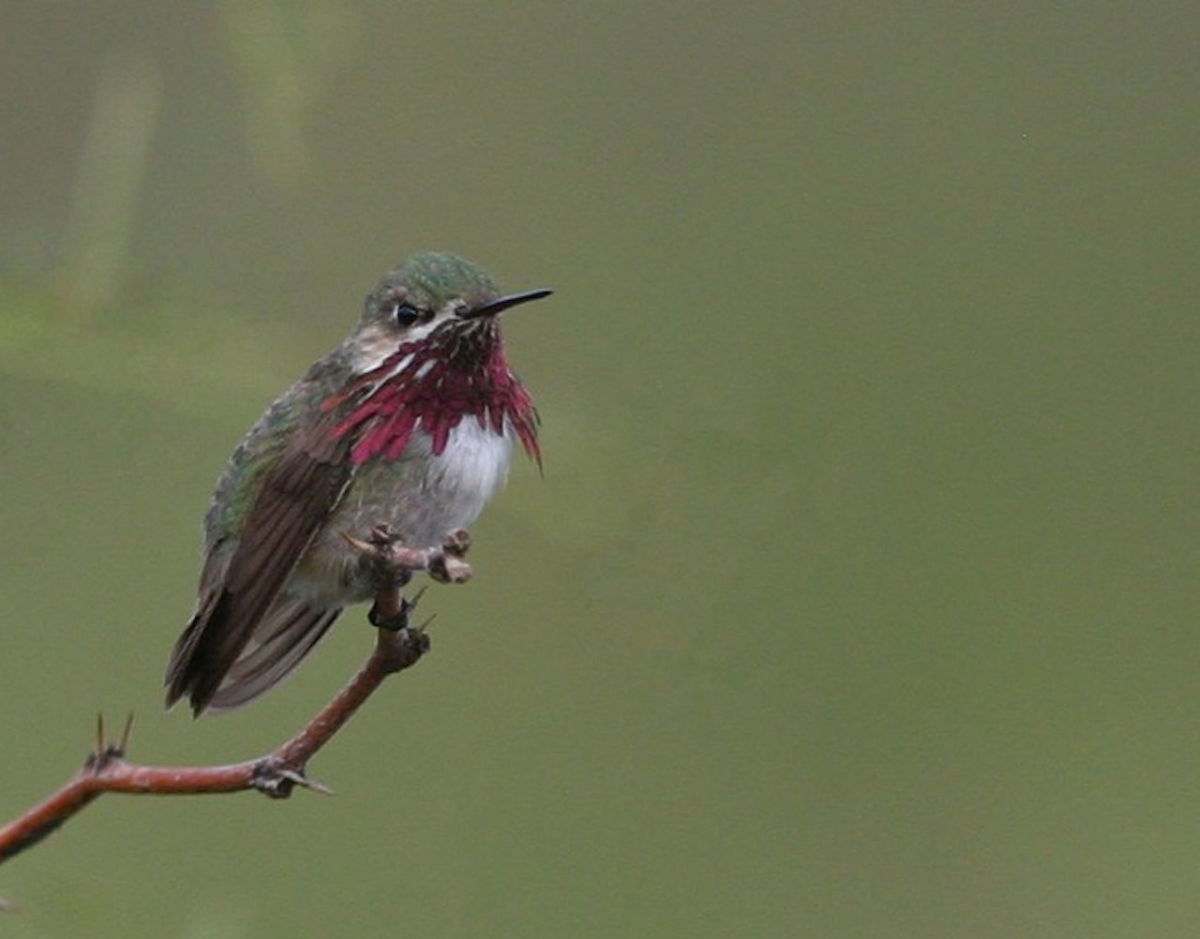 The smallest U.S. hummingbird species.