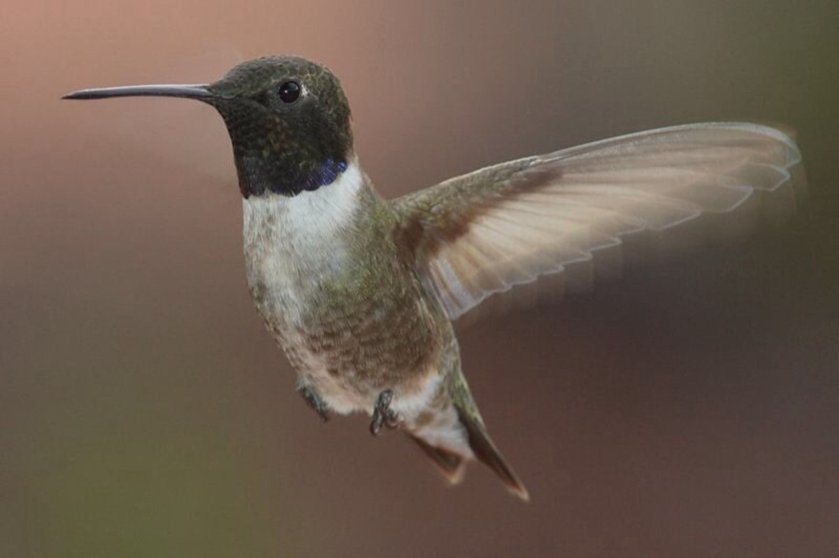hummingbirds-of-winter