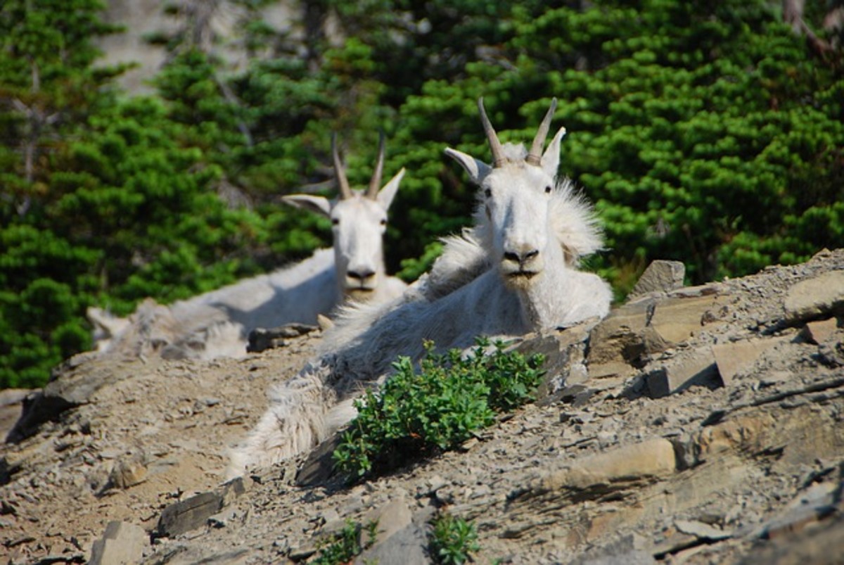 Montana Mountain Goats