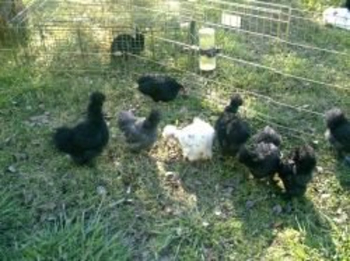 Chickens and rabbits in a pet playpen on the lawn