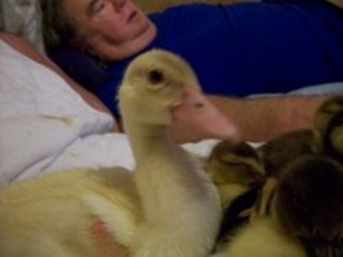 Muscovy ducklings hang out in bed