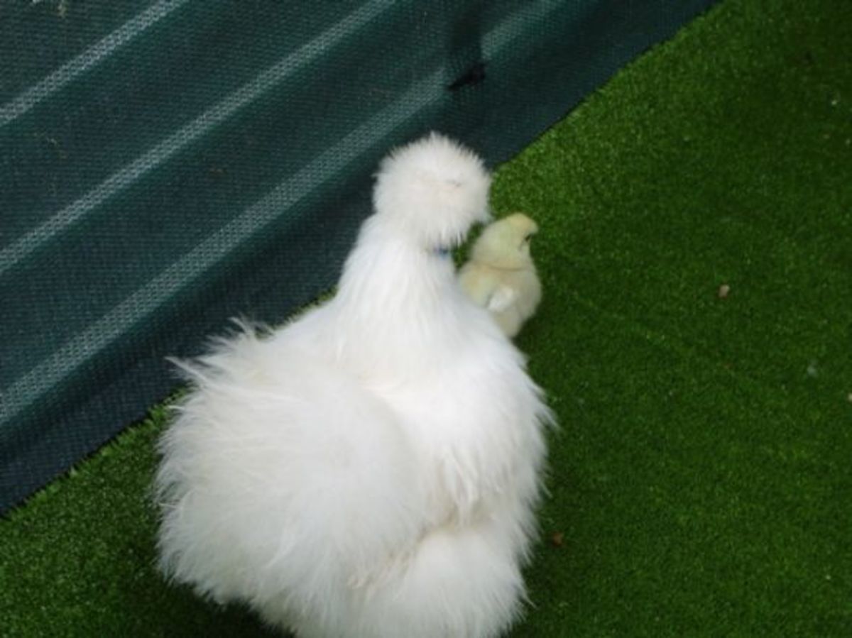 Silkie hen and her chick