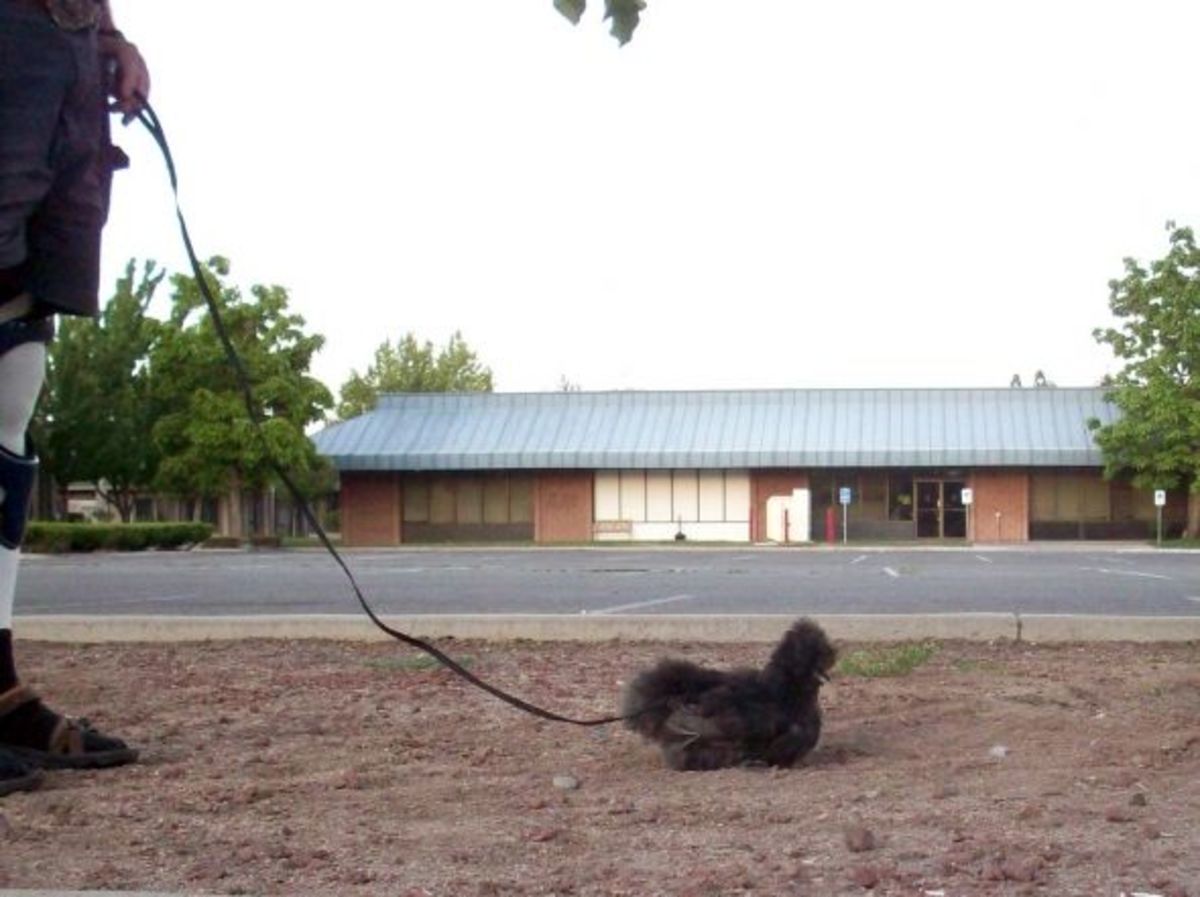 Pet chicken on a leash