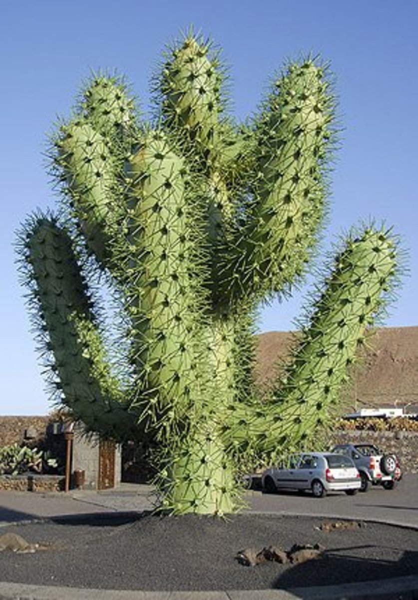 The Exploding Cactus