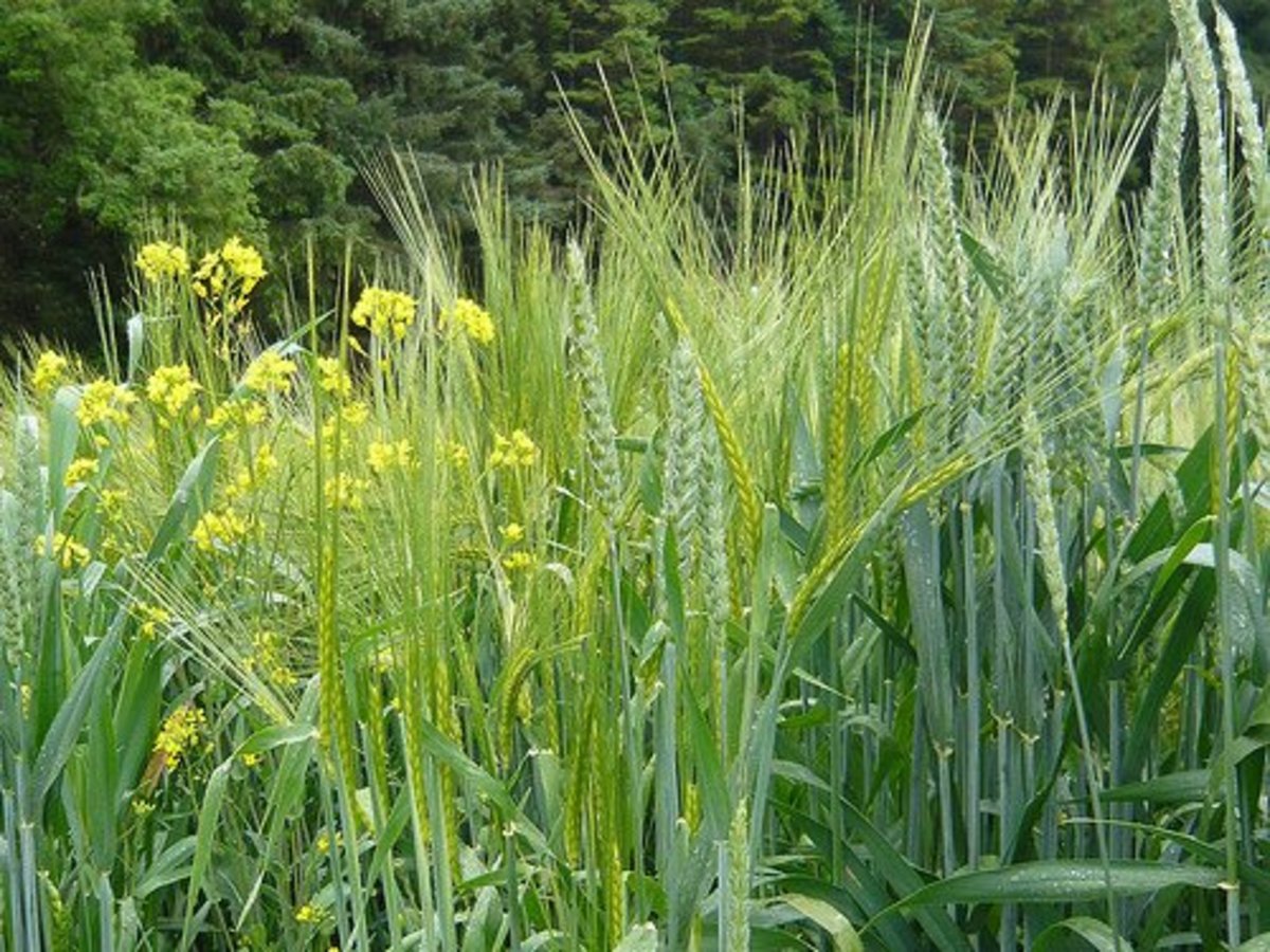 Wheat Tare And Weeds Know The Difference HubPages