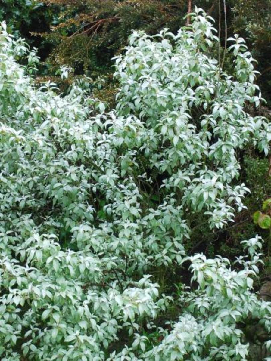 ornamentaltree