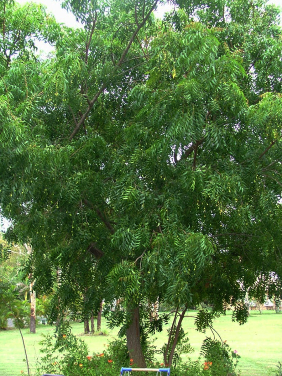 ornamentaltree