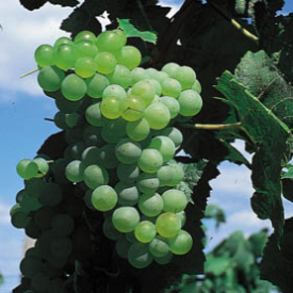 Growing Grapes in Northern Climates HubPages