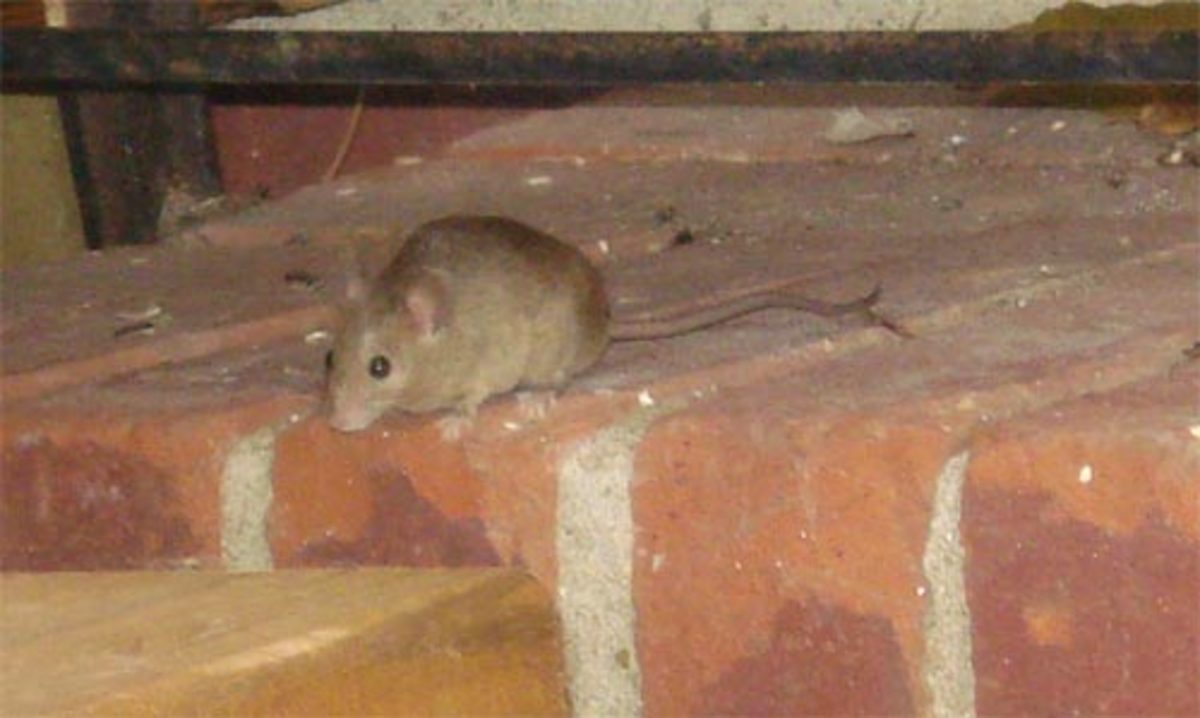 get-rid-of-mice-in-house