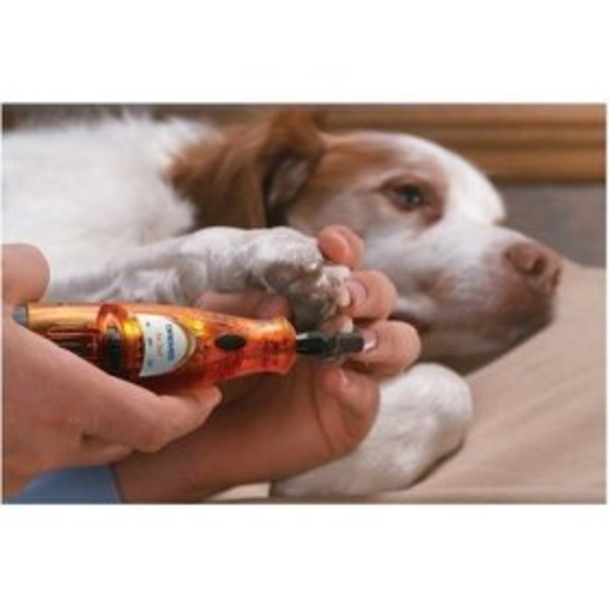 How To Trim Dog's Nails Quick With A Dremel
