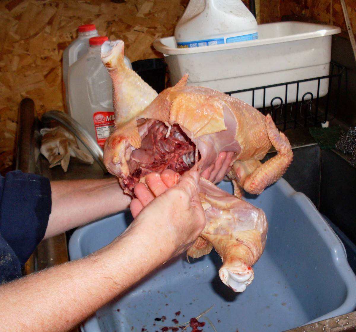 Next, scrape out any lung portions that didn't come earlier. After a soak, they usually come quickly and easily.