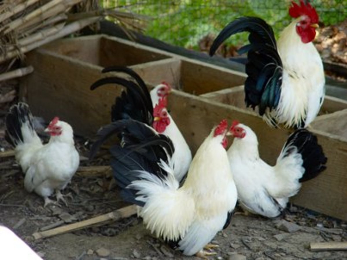 Beautiful Backyard Chickens