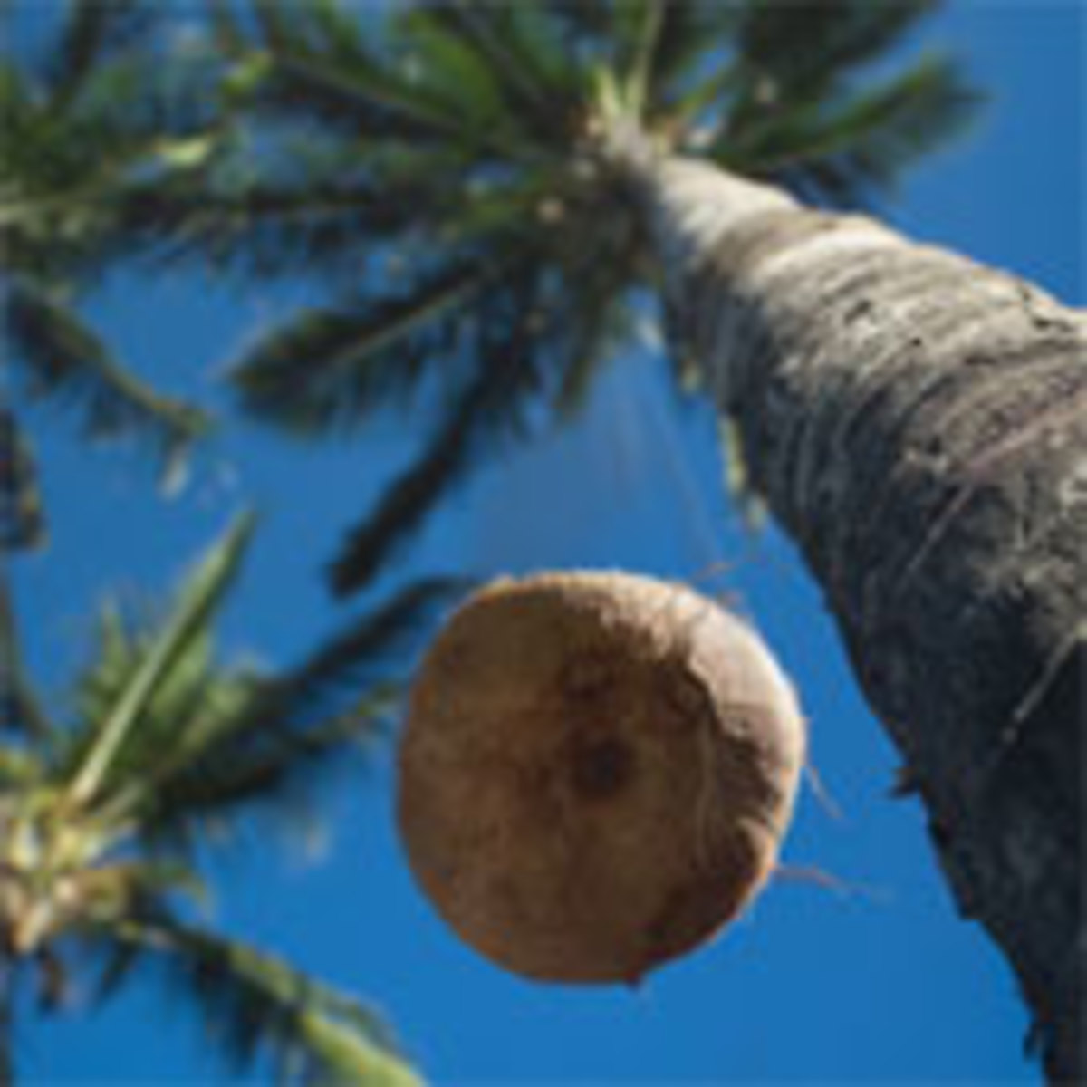 Mature coconut