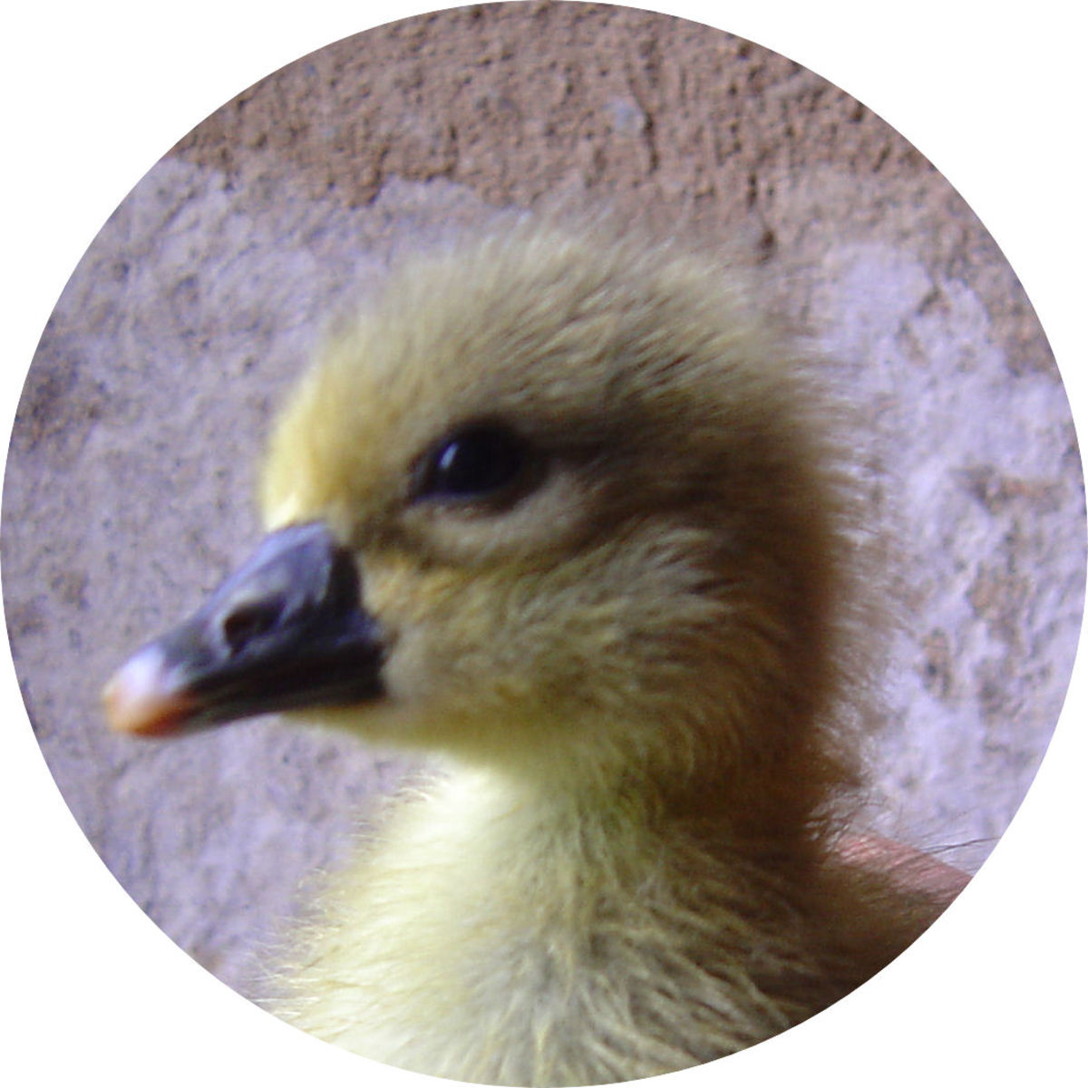 Our hand-readered goslings are pretty as a picture.