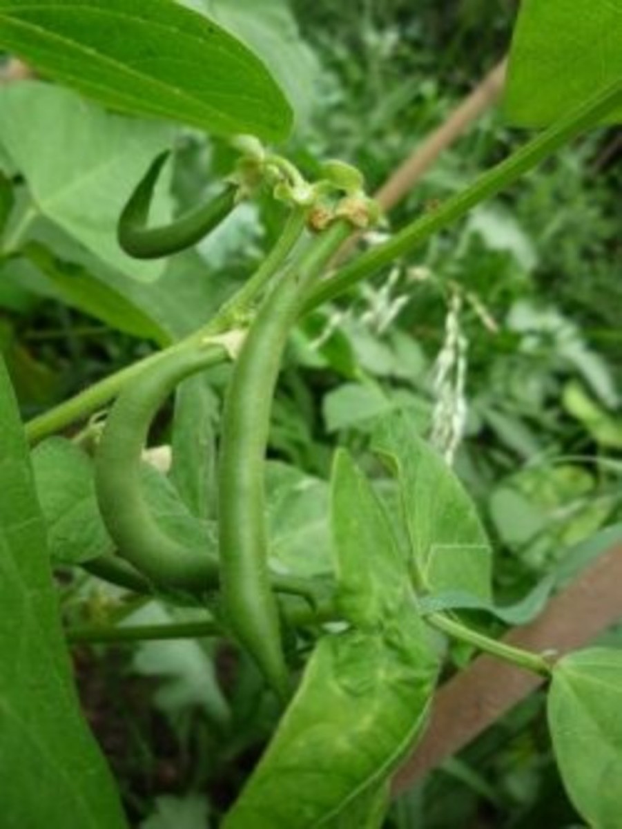 Grow Beans in Zone 5