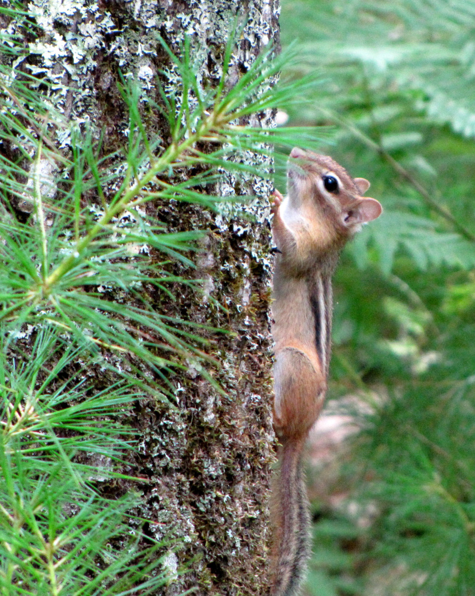 Chipmunk climbing a tree in New Hampshire