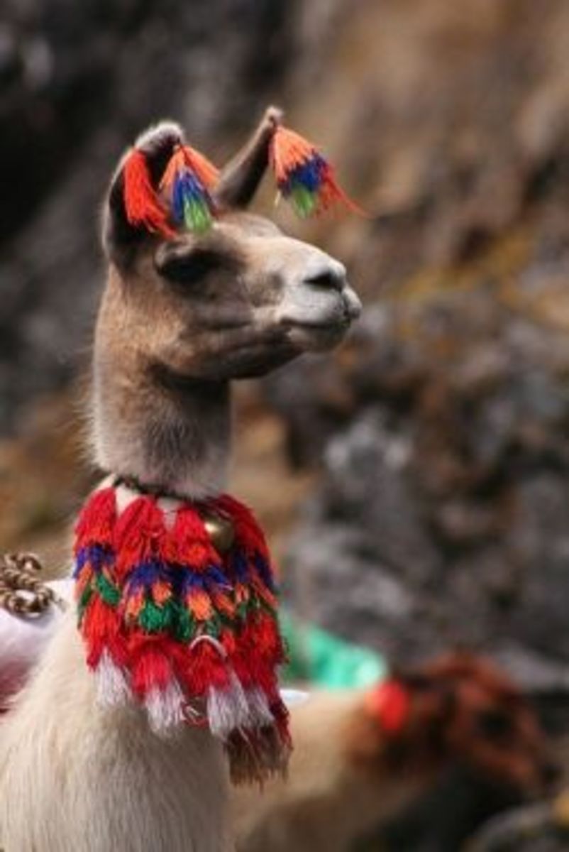 Llama in Peru