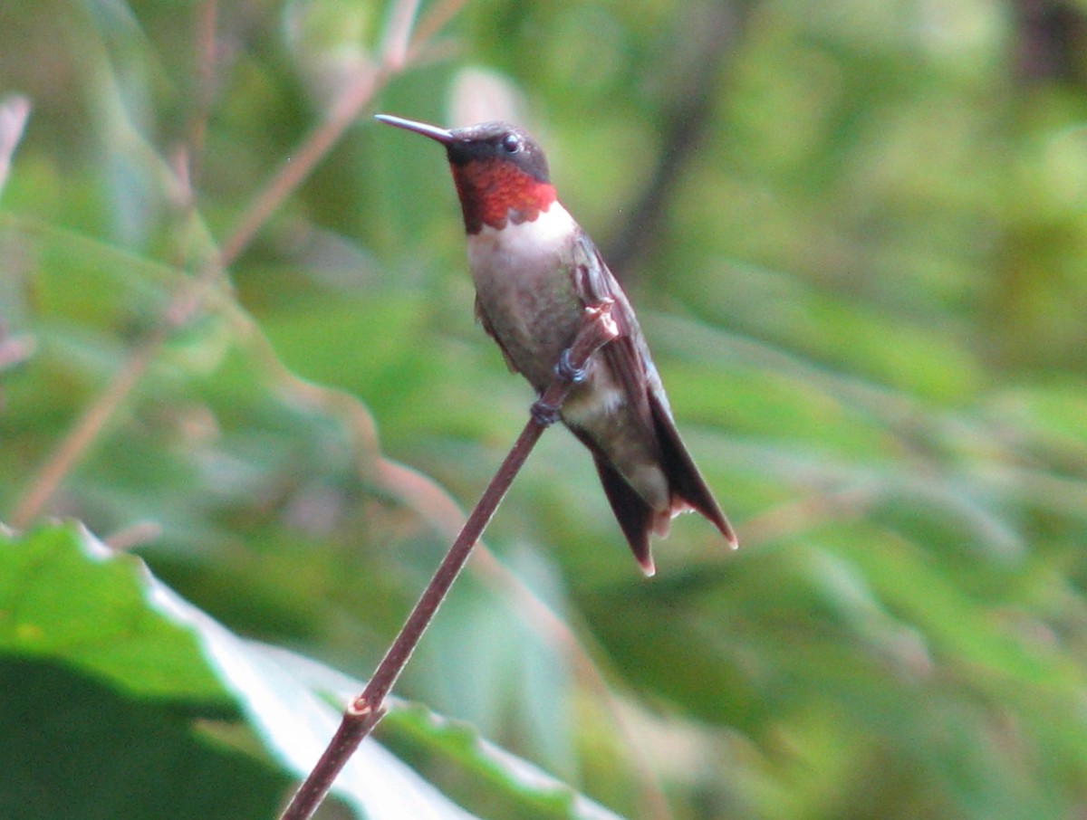 Adult male Ruby-throated hummingbird in our yard in Covington, LA