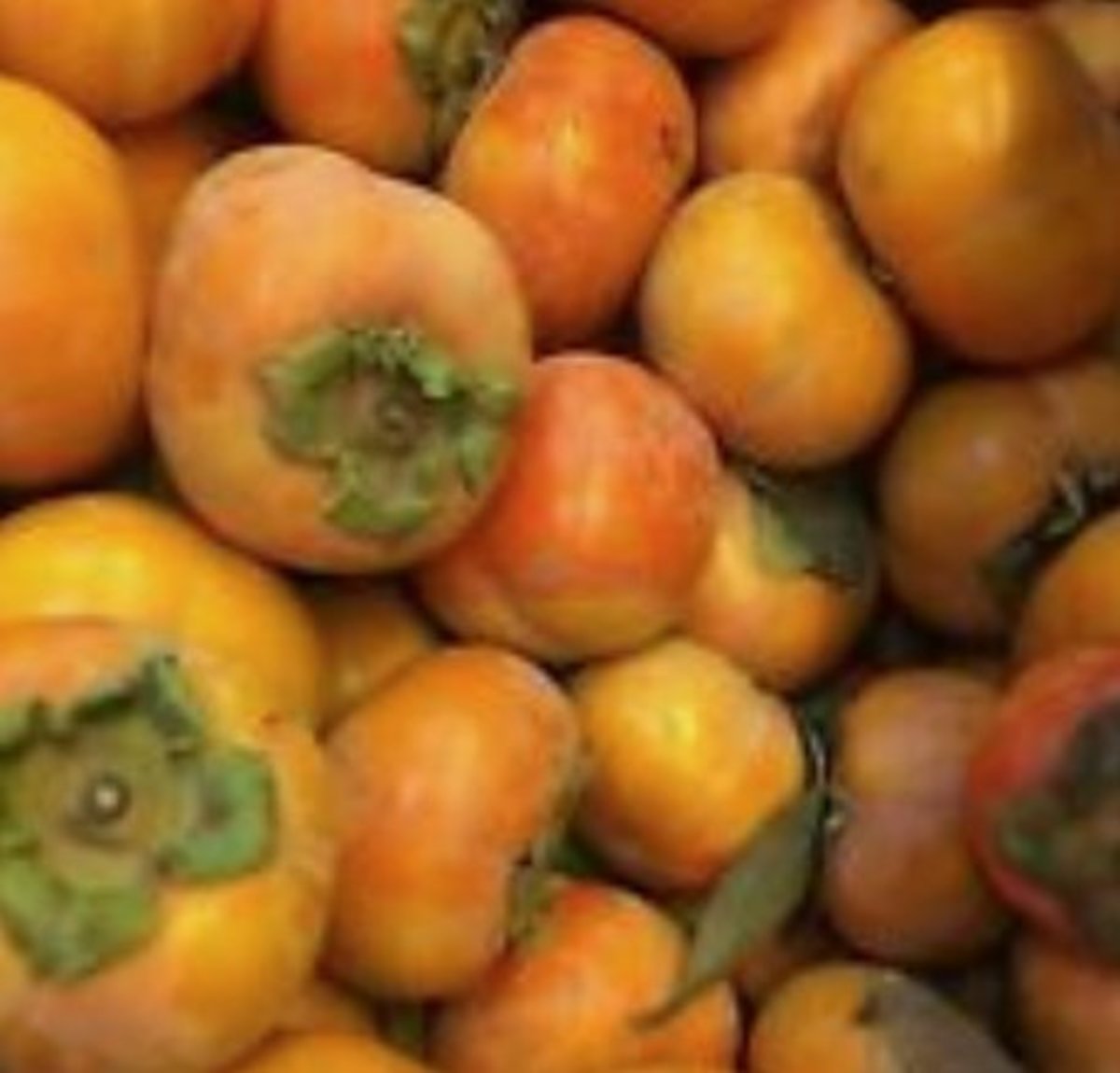 Persimmons, a favorite food of Pocahontas