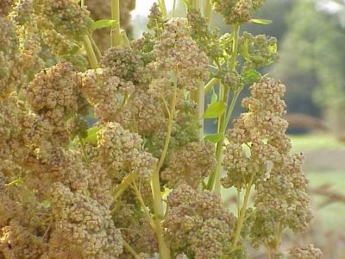 The Quinoa Plant -- Chenopodium quinoa