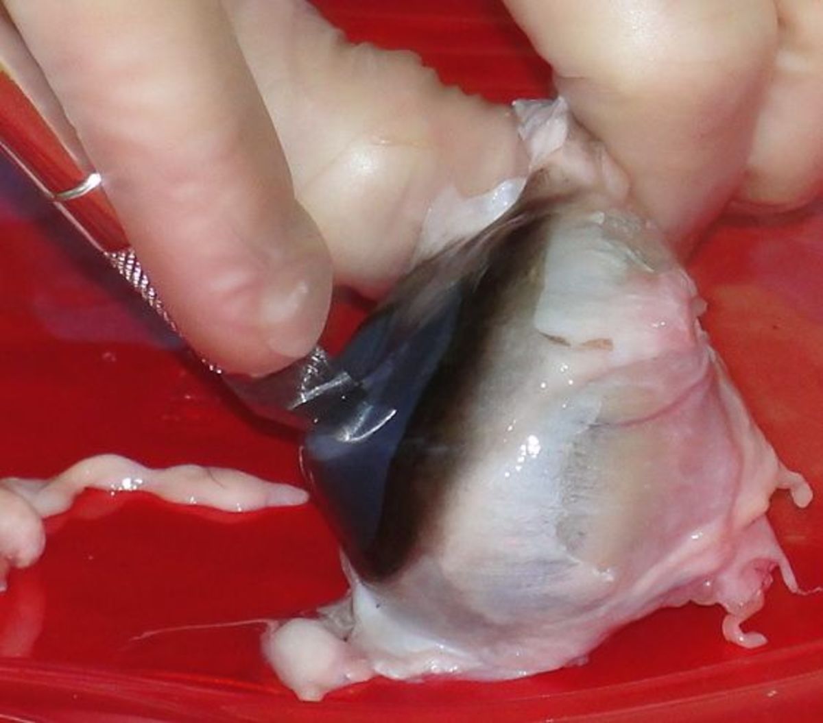 Dissecting a cow eyeball