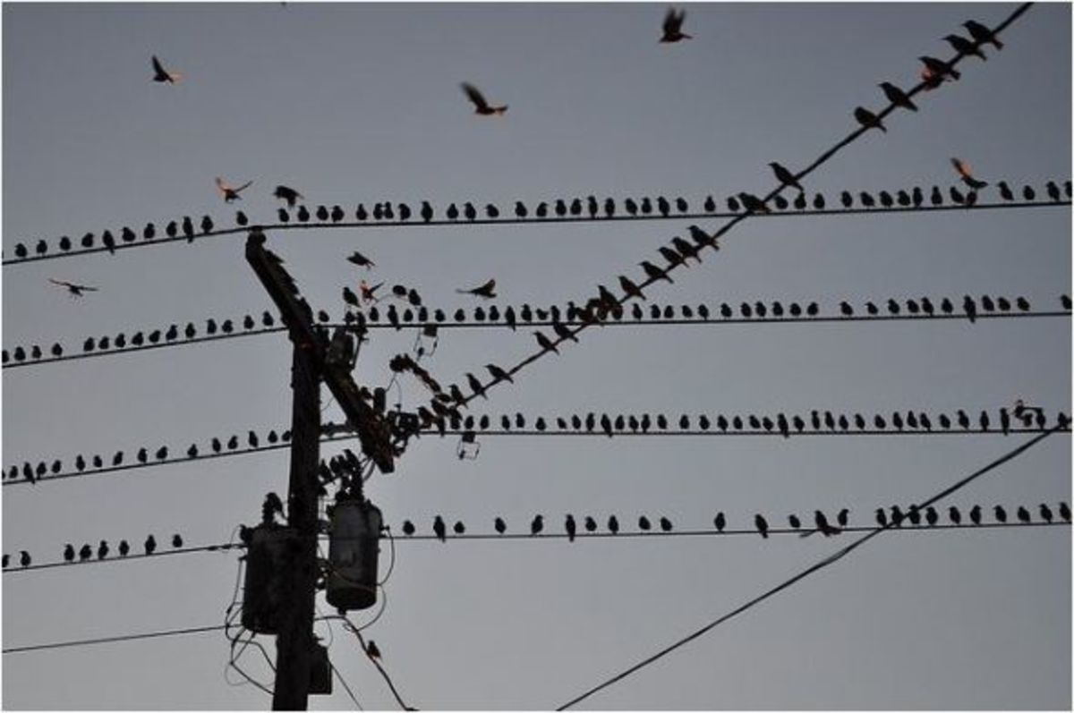 why-birds-like-to-sit-on-power-lines