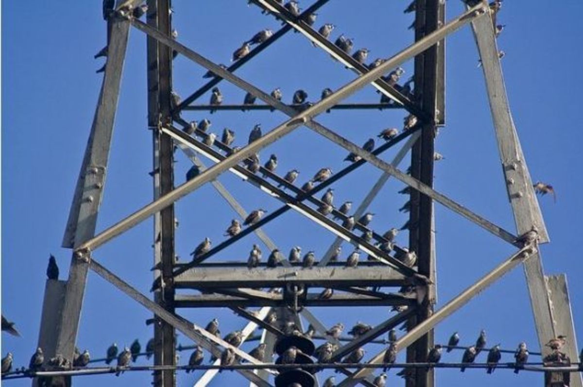 why-birds-like-to-sit-on-power-lines