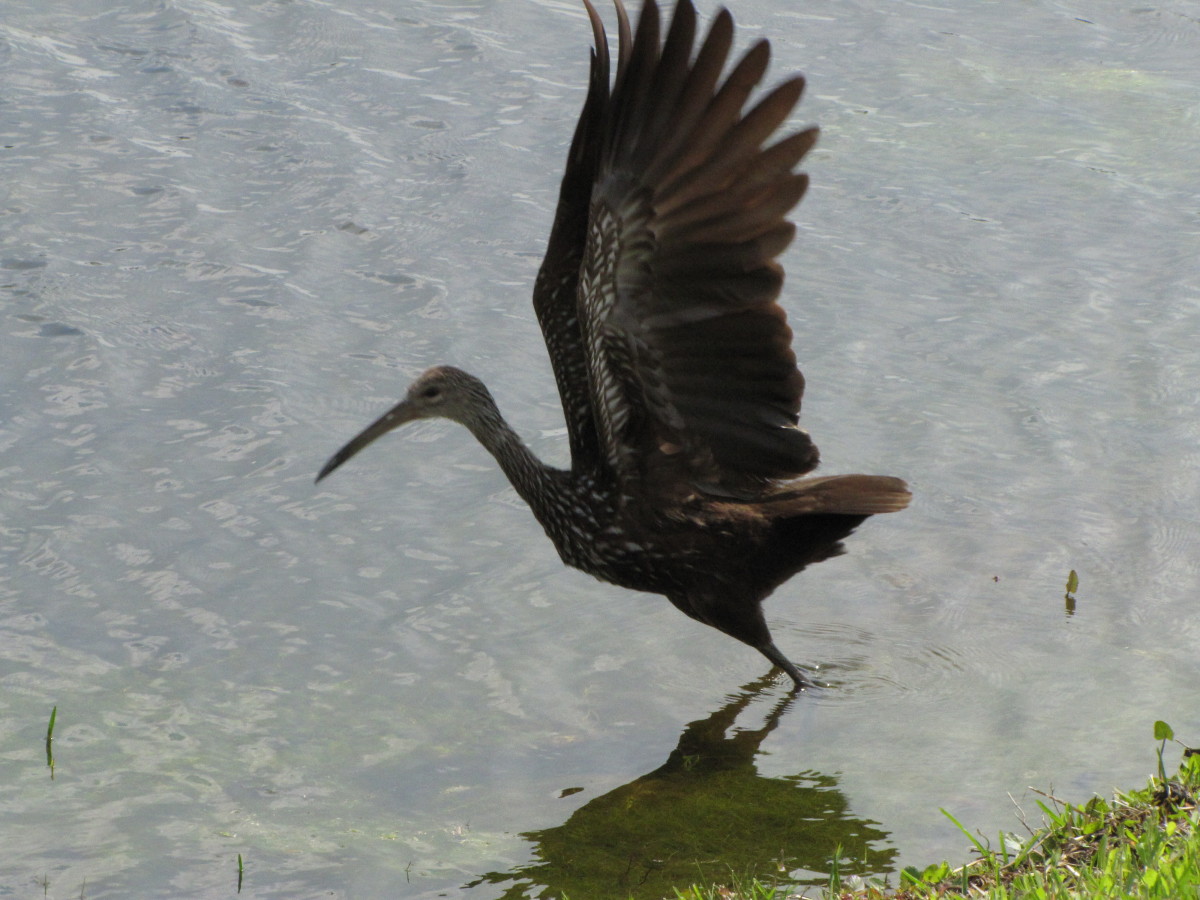 An adult limpkin takes wing when disturbed by people nearby.