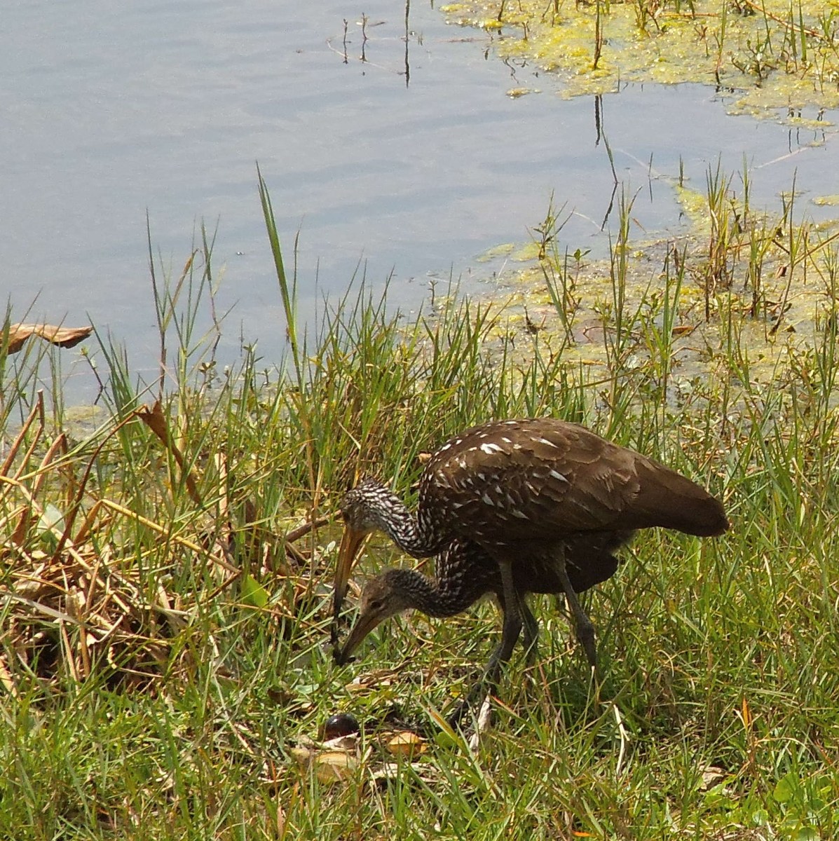 Limpkin chick eating a mussel shared by a parent. Photo taken in Central Florida.