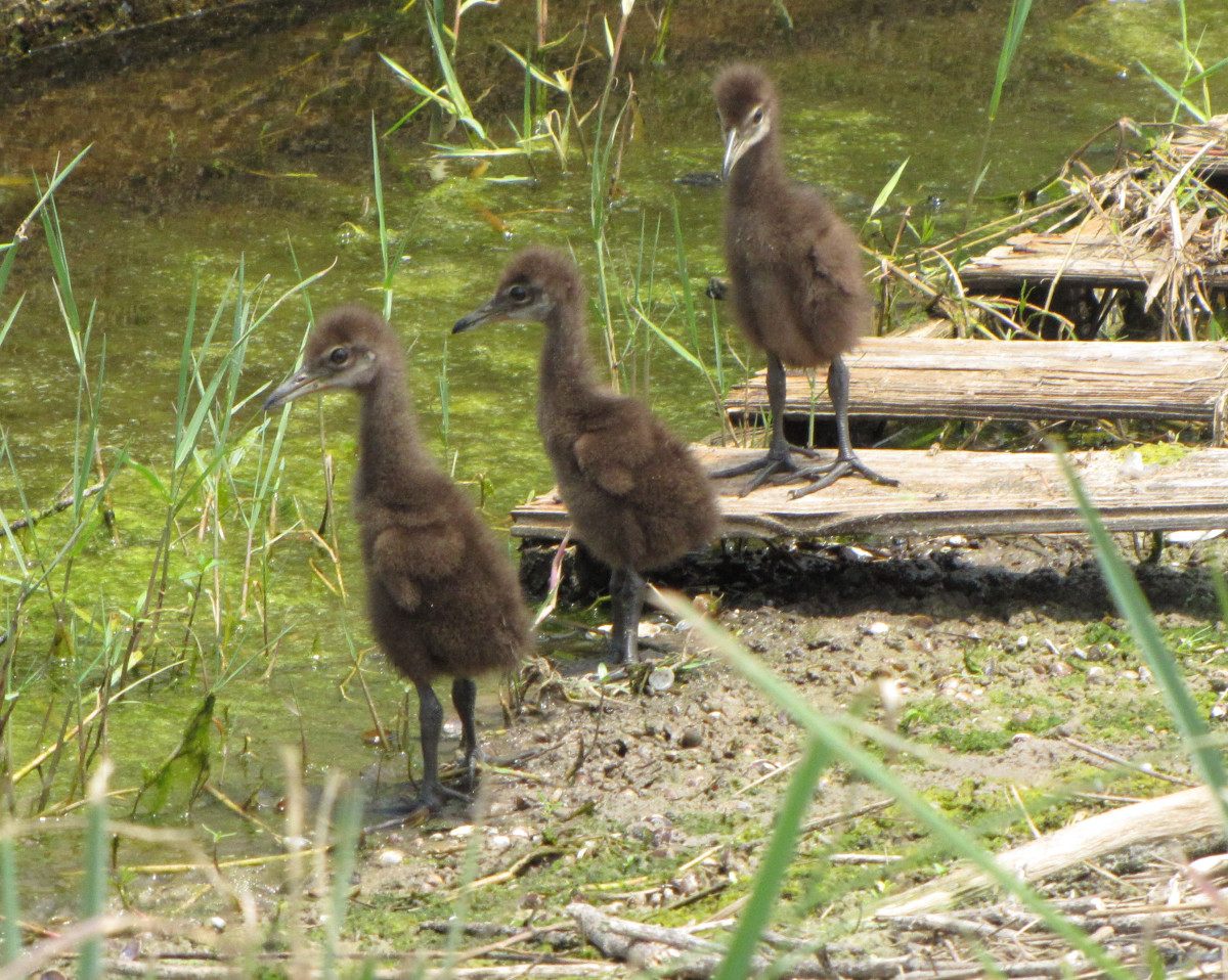 A line-up of limpkin chicks along the edge of the pond. 