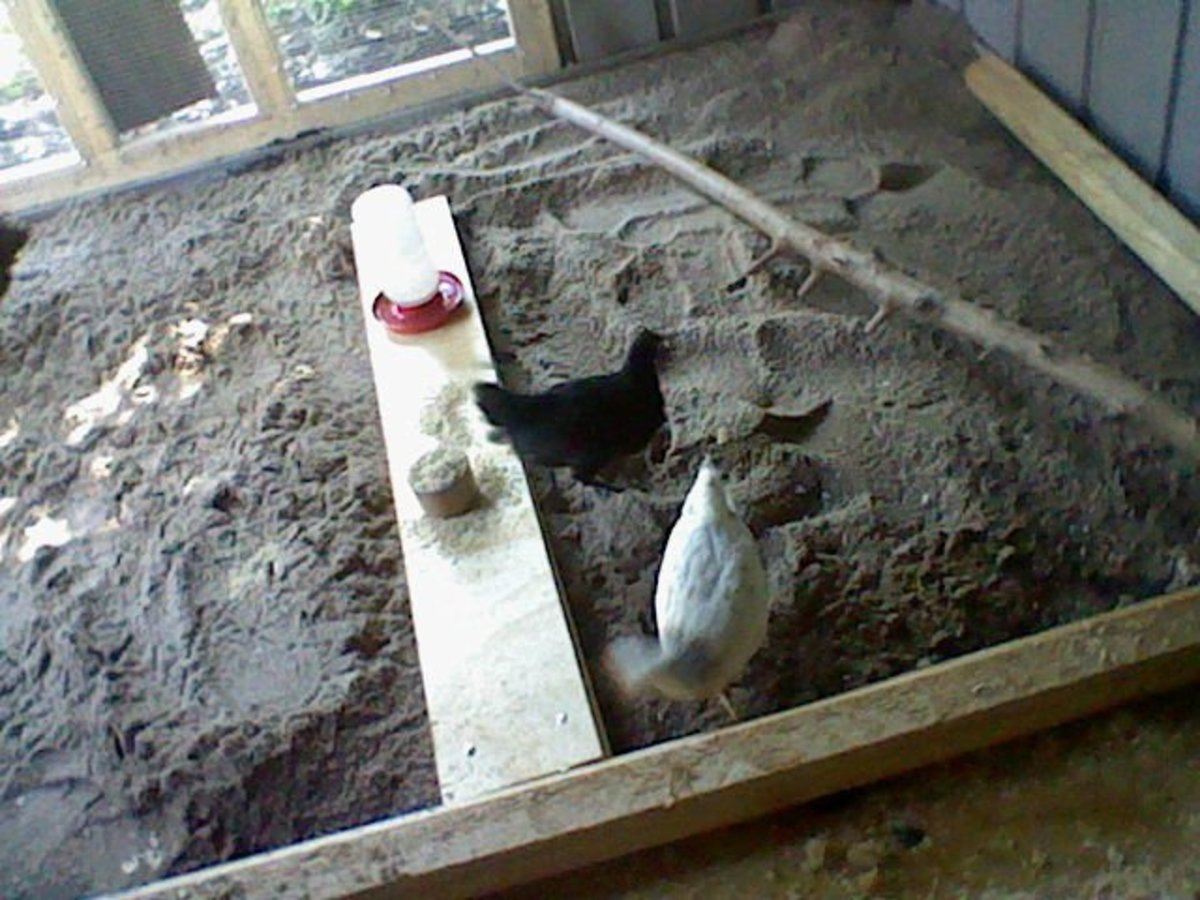 chickens inside the new chicken coop