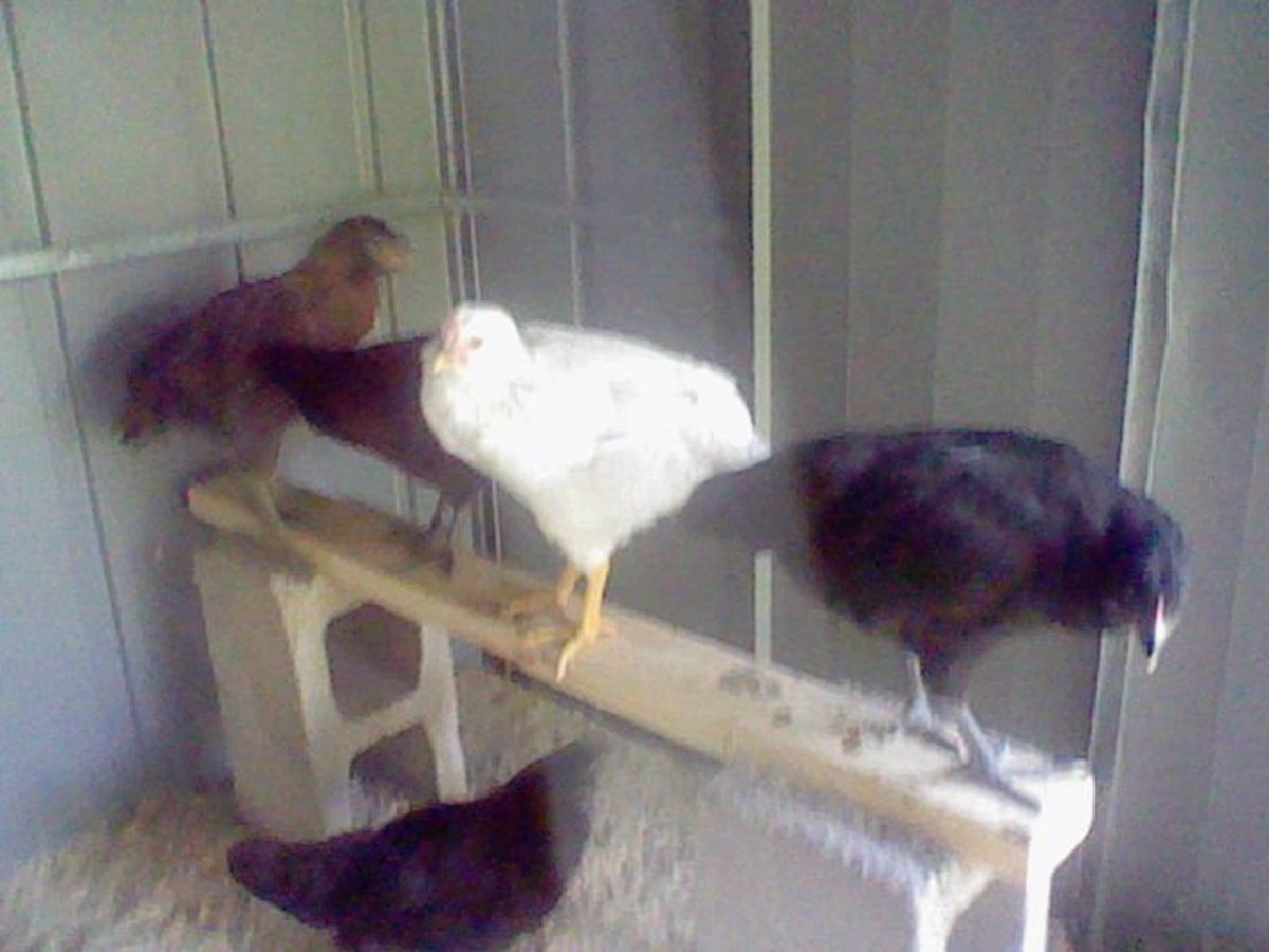 chickens on their roost
