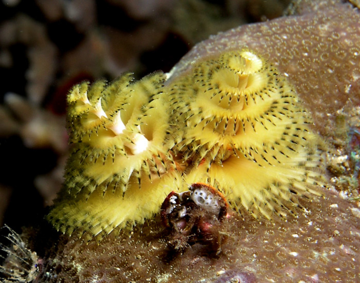 The picture of this Christmas tree worm was taken in East Timor.