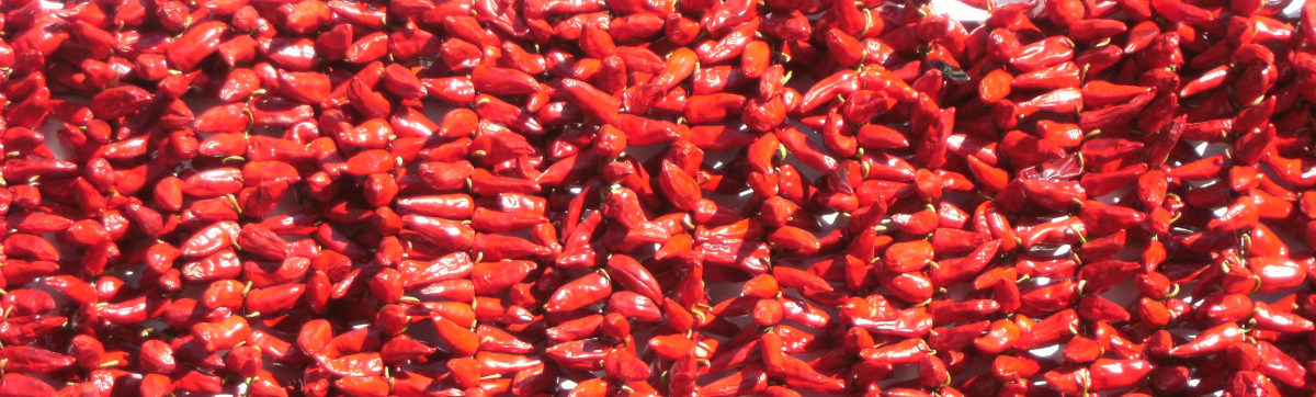 Sun Drying Hungarian Paprika