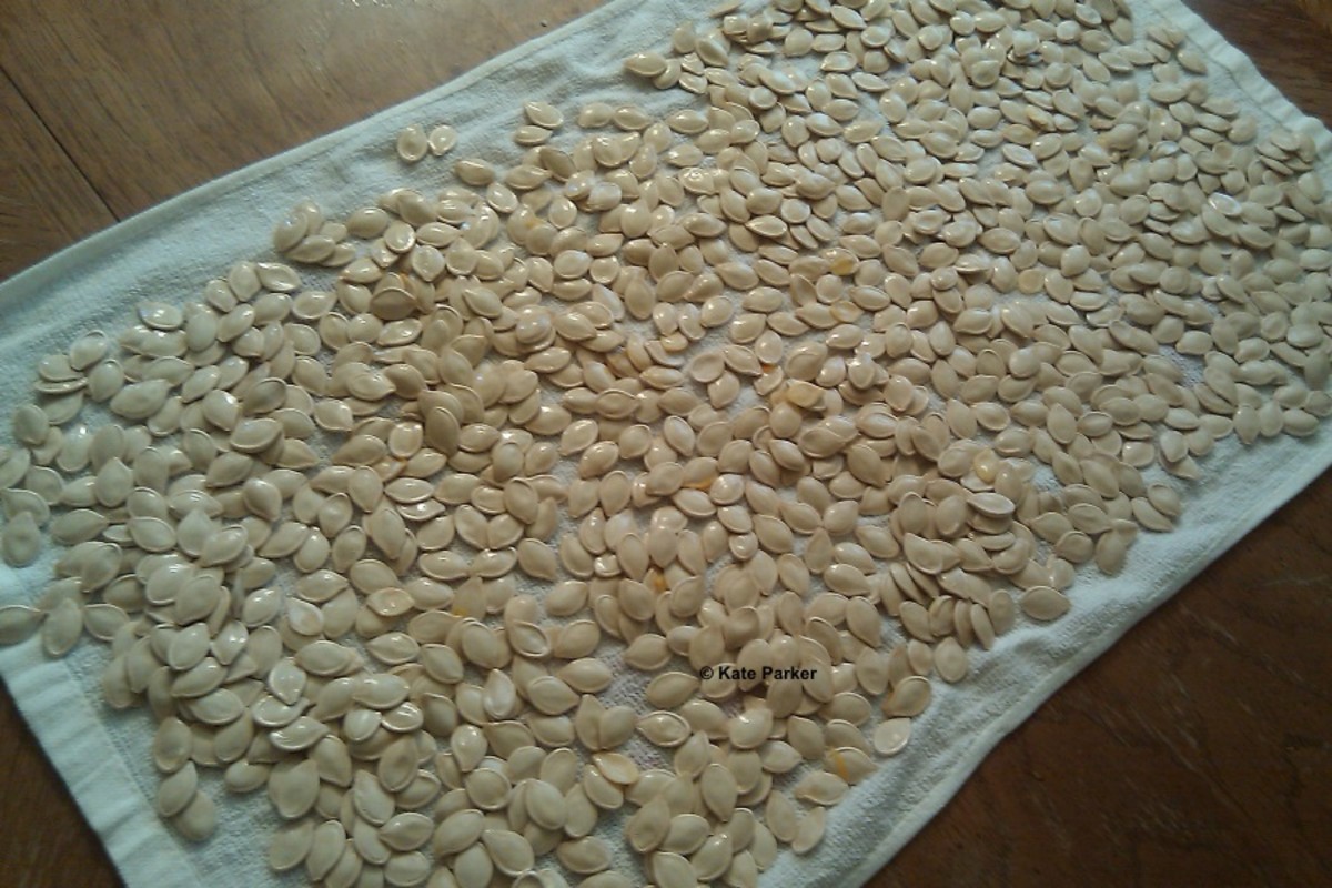 Step 2: Lay the seeds out to dry.