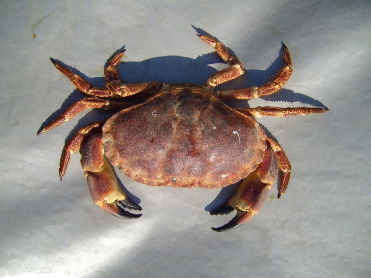 Here is what a normal crab's shell looks like.  It does not have anything close to resembling a face.  I can see how one would be quite astonished upon discovering a Heike crab!