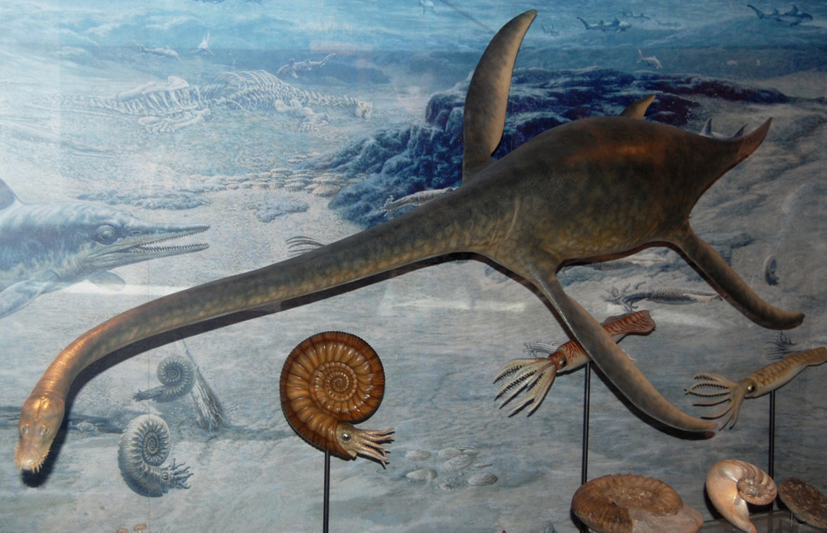 The plesiosaur would have lived in Scotland's ancient lochs. It looks a lot like the Loch Ness monster - co-incidence?