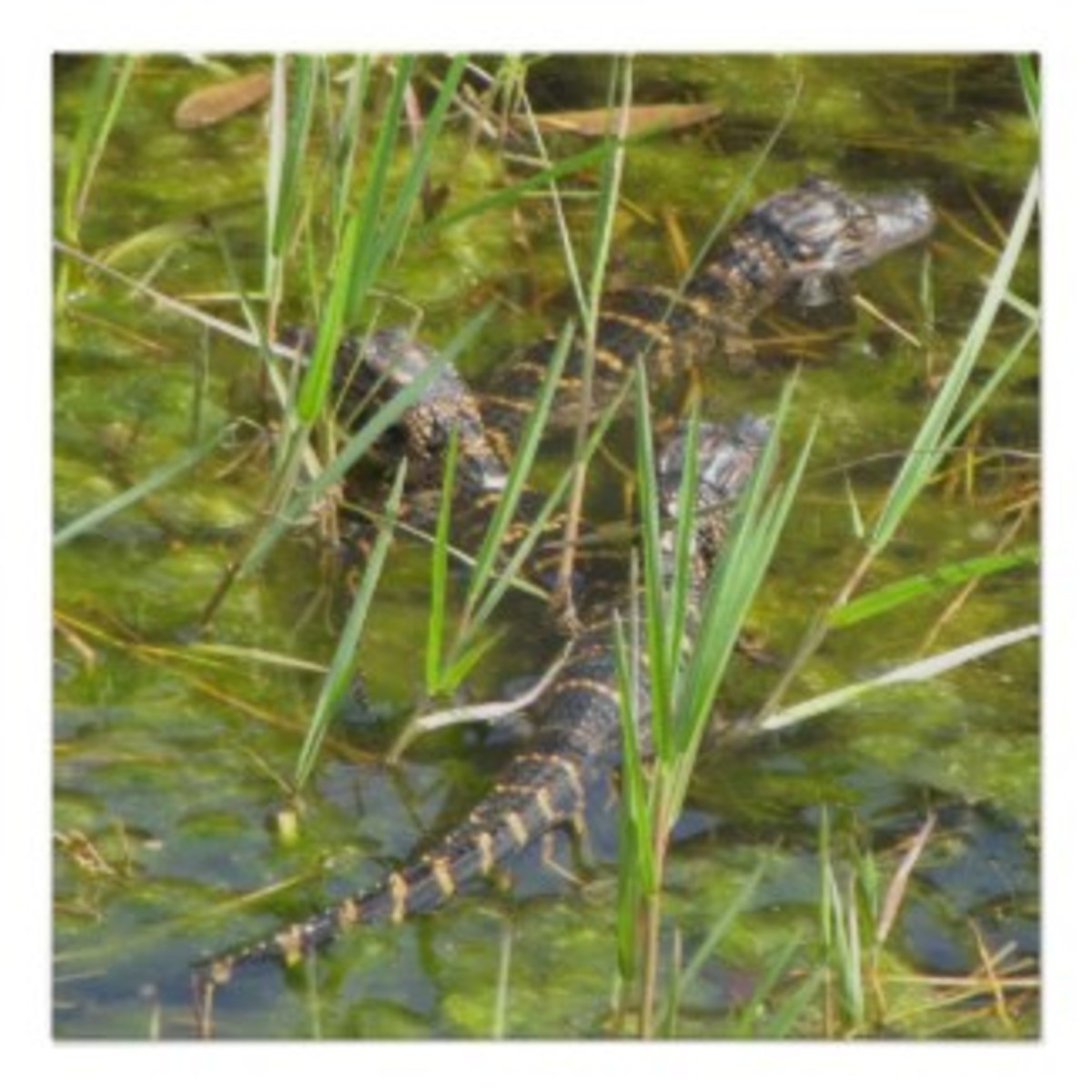 I created this Three Baby Alligators Poster on Zazzle and it is available there. 