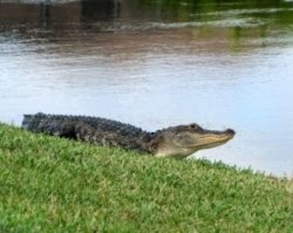 This big fellow was in my neighbor's yard. Impressive, but not as cute as when it was little. 