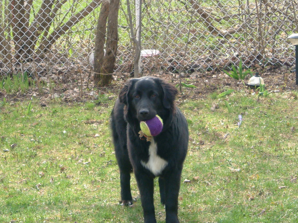 Newfoundland Breed Female Dog. Spring of 2007 - 8 months old         "Let's play Ball"