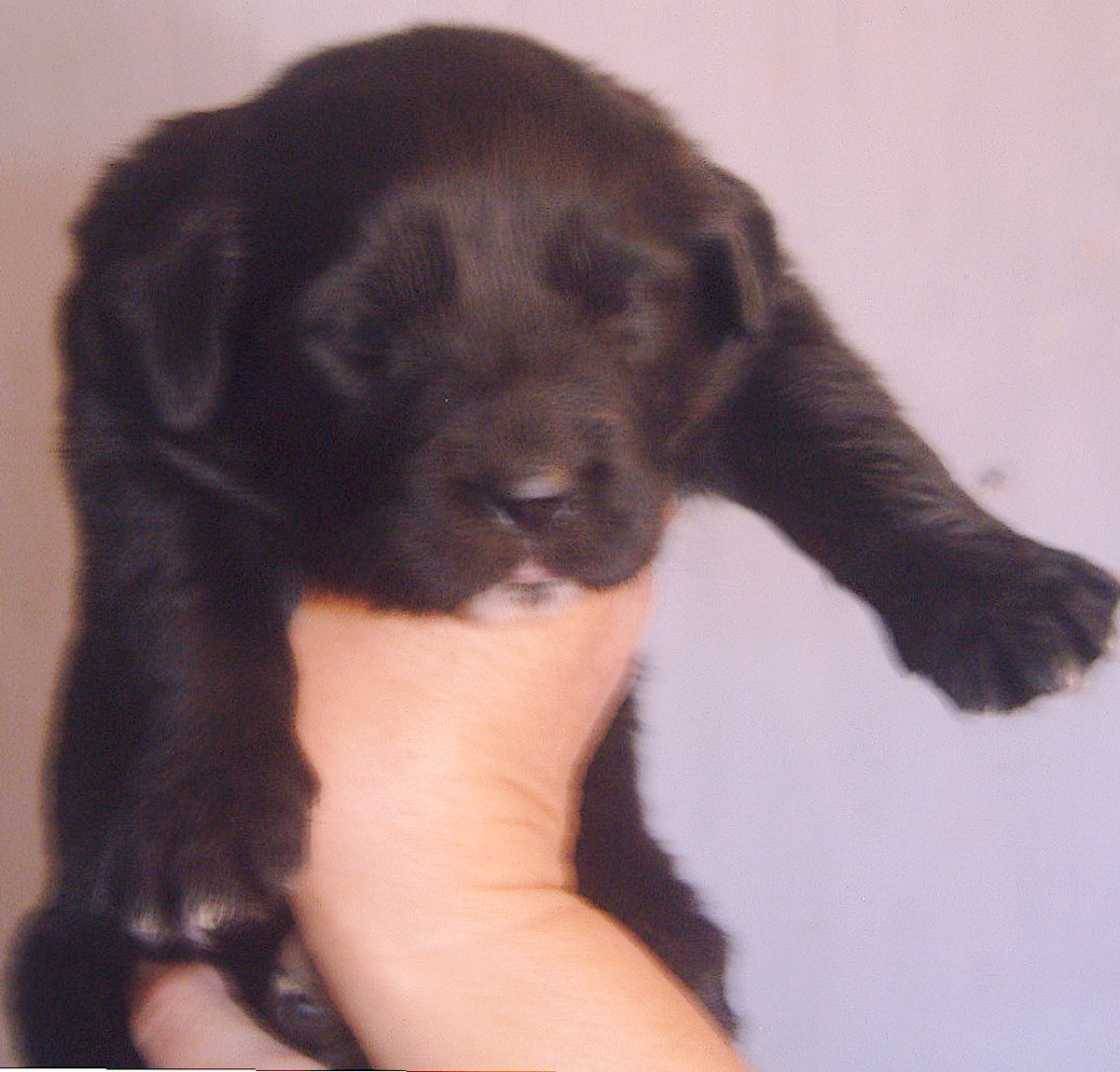 Maggie Magz at 3 weeks old