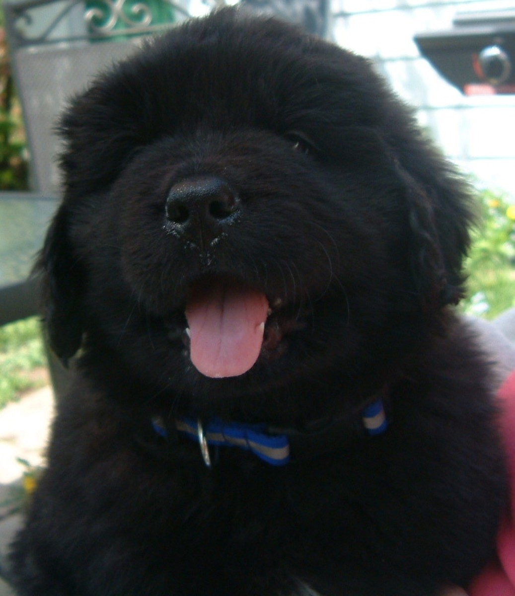 Bruce at 8 weeks old. Such a happy little guy. Newfoundland Dog Breed