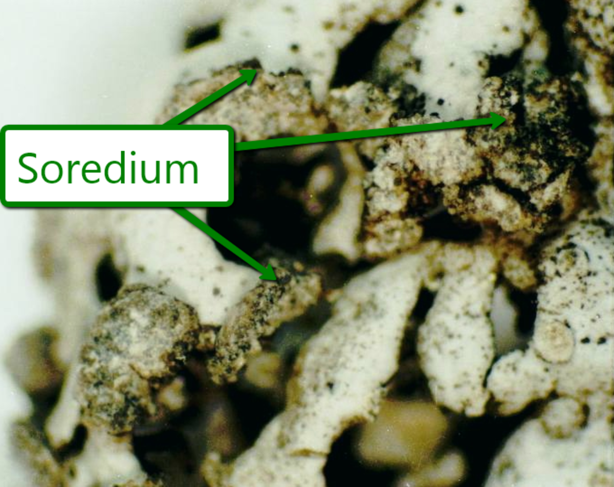 what-is-lichen