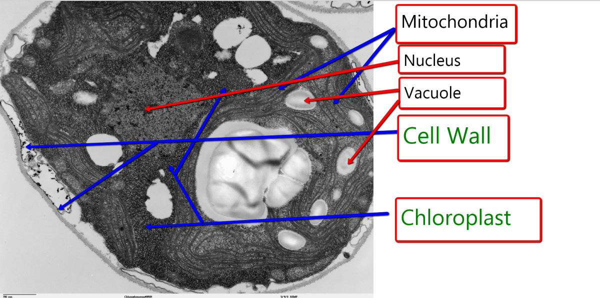I added the diagram to this cell photo.