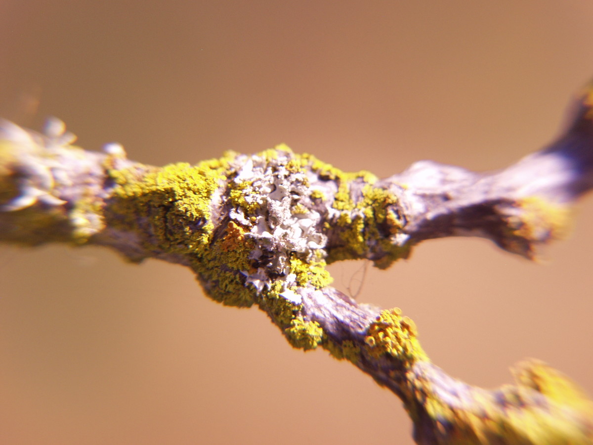 what-is-lichen