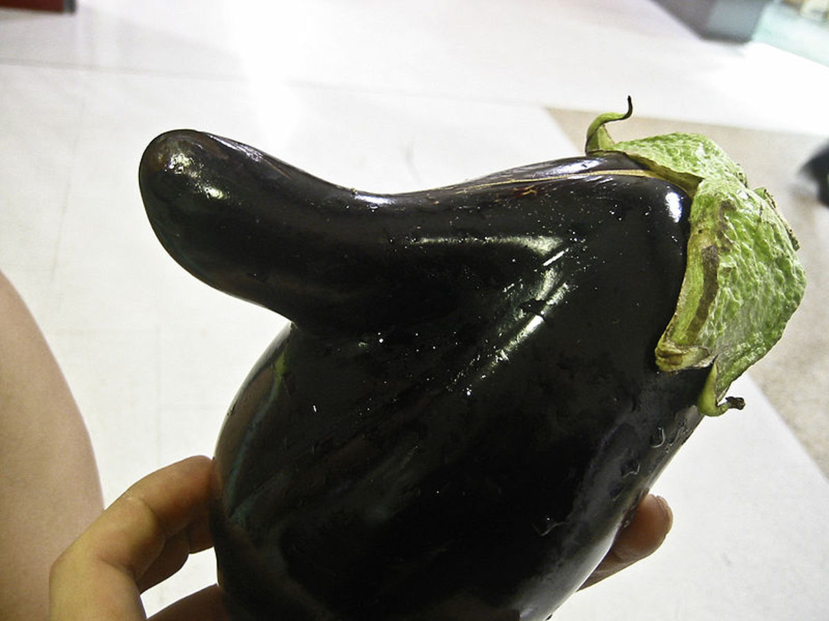Eggplantnose