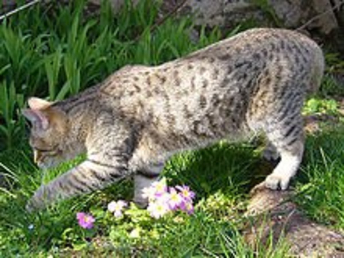 the-small-but-powerful-bobcat